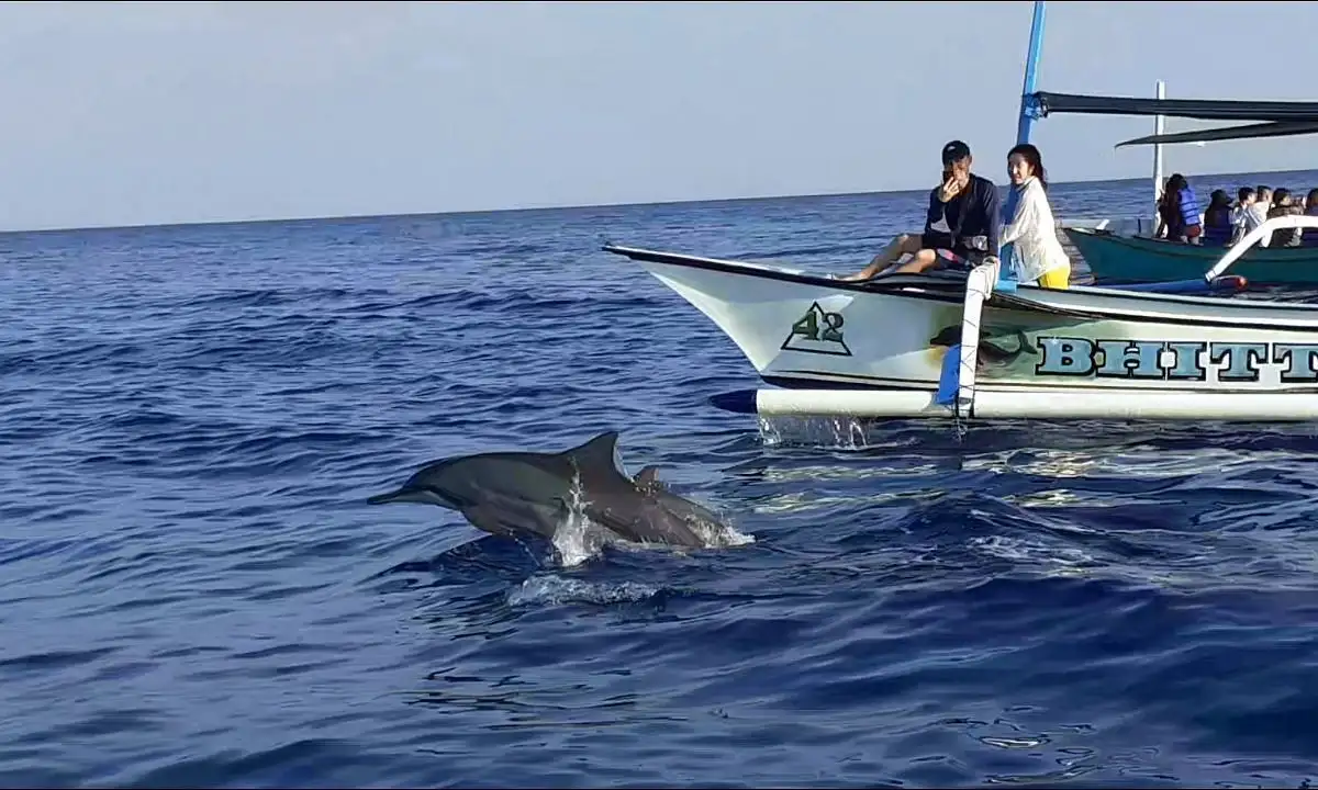 Dolphins